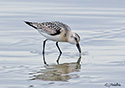 Calidris alpina